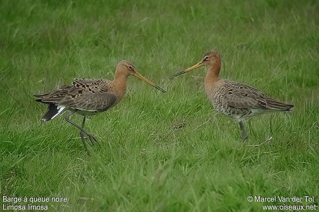 Black-tailed Godwit male adult