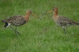 Black-tailed Godwit