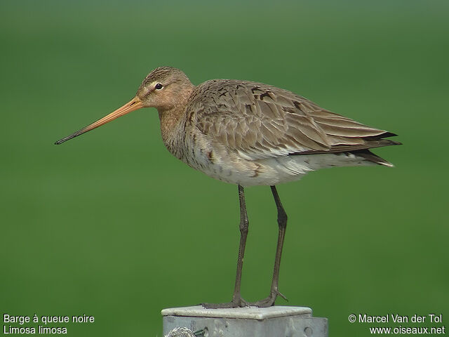 Black-tailed Godwitadult