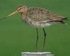 Black-tailed Godwit