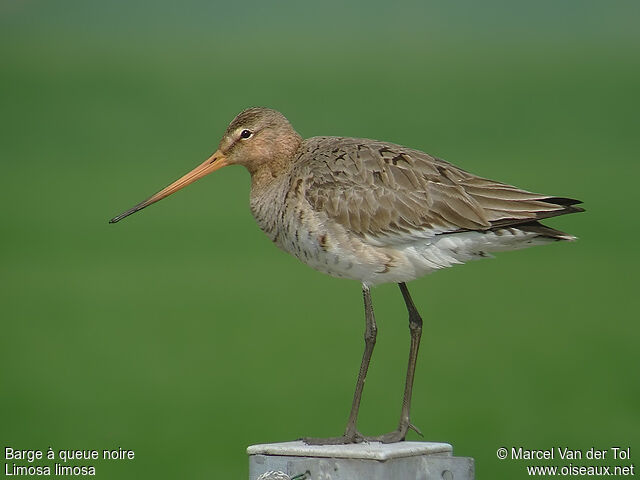 Black-tailed Godwitadult