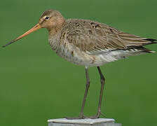 Black-tailed Godwit