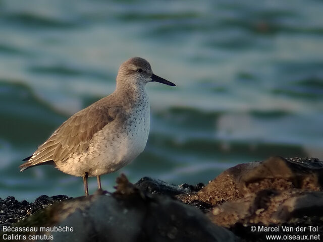 Red Knot