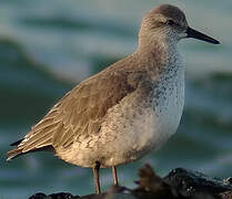 Red Knot