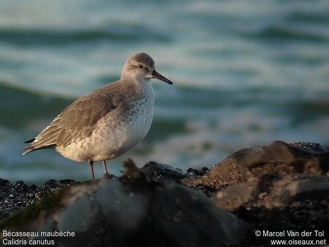 Red Knot