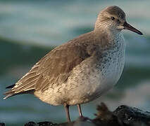 Red Knot