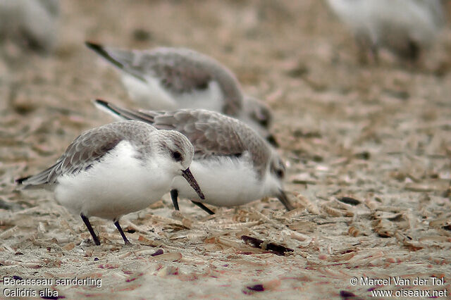 Bécasseau sanderling