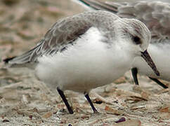 Bécasseau sanderling