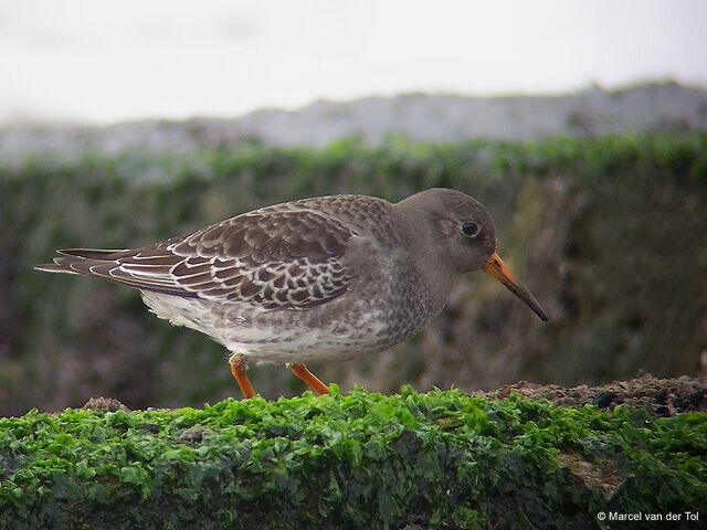 Purple Sandpiper