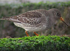 Purple Sandpiper