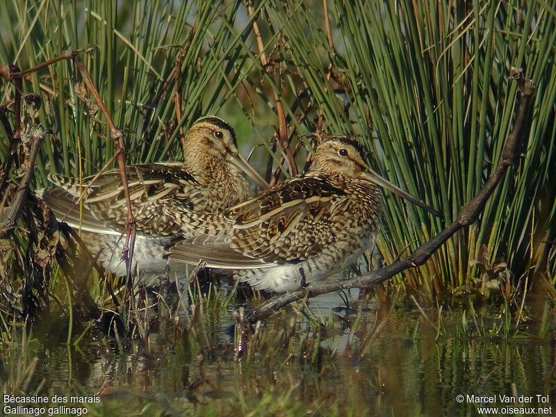 Common Snipe