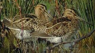 Common Snipe