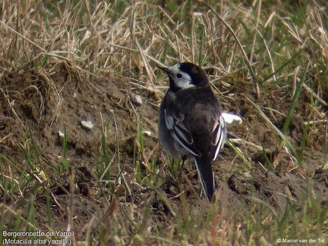 White Wagtail (yarrellii)