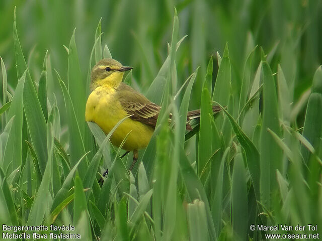 Western Yellow Wagtail (flavissima) male adult