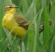 Western Yellow Wagtail (flavissima)