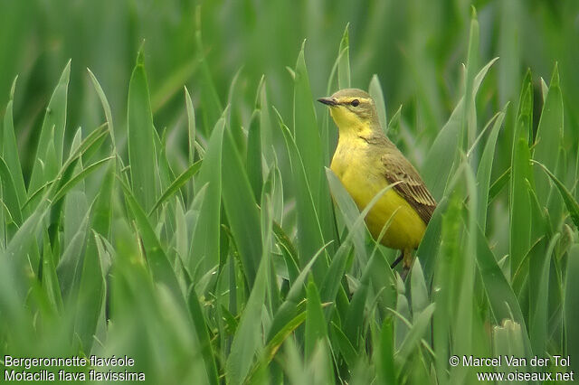 Western Yellow Wagtail (flavissima)