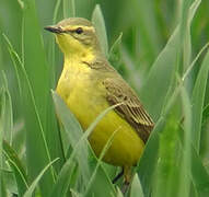 Western Yellow Wagtail (flavissima)