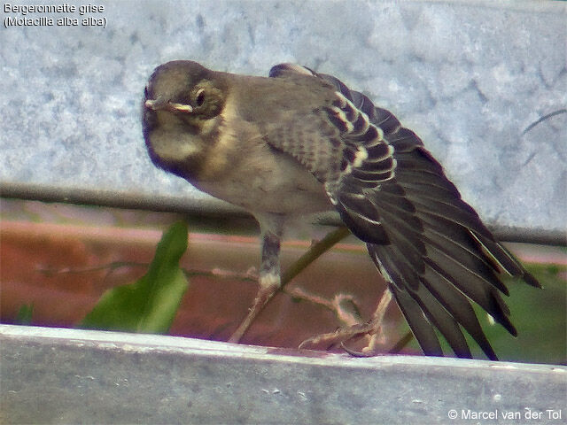 White Wagtail