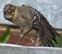 White Wagtail