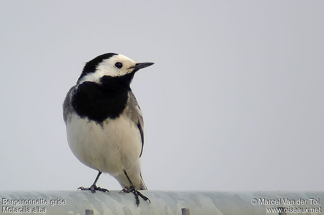 White Wagtail male adult