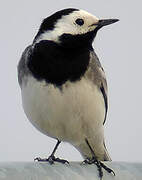 White Wagtail