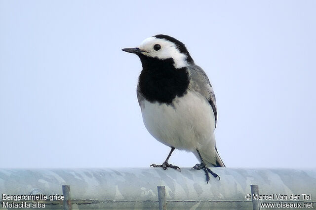 White Wagtail male adult