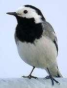 White Wagtail