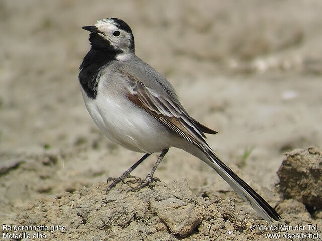 White Wagtail