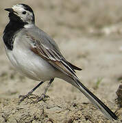 White Wagtail