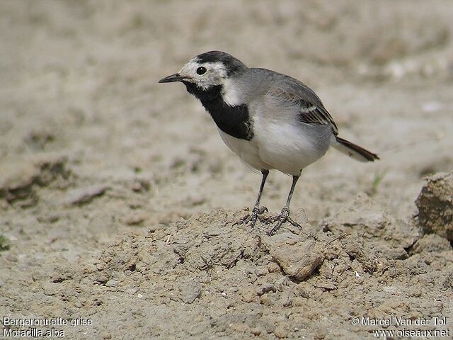 White Wagtail