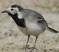 White Wagtail