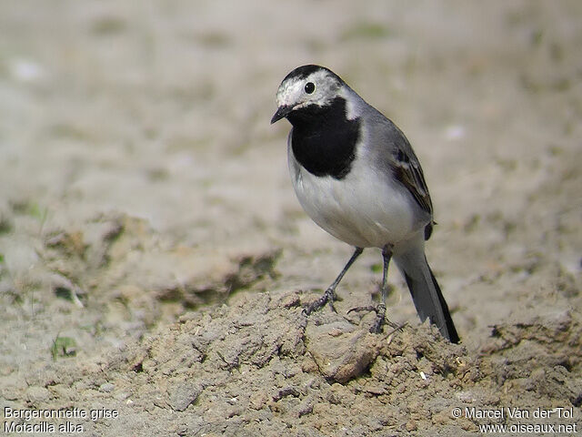 White Wagtail