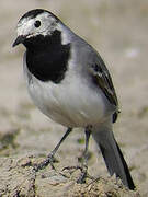 White Wagtail