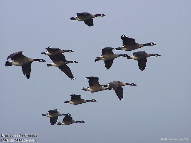 Canada Goose