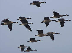 Canada Goose