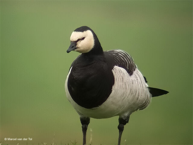 Barnacle Goose