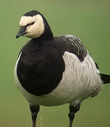 Barnacle Goose