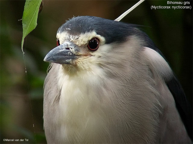 Black-crowned Night Heron