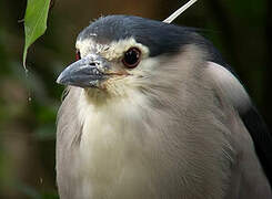 Black-crowned Night Heron