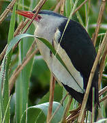 Little Bittern