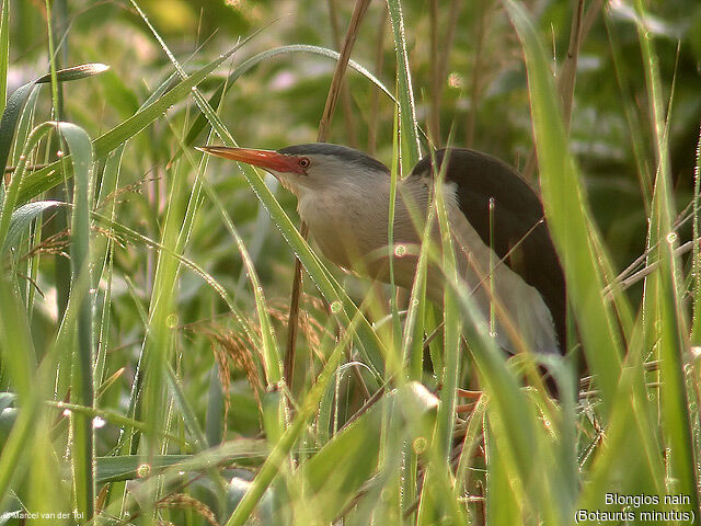 Little Bittern