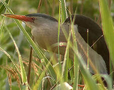 Little Bittern