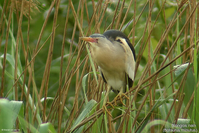 Little Bittern