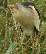 Little Bittern