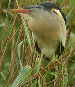 Little Bittern