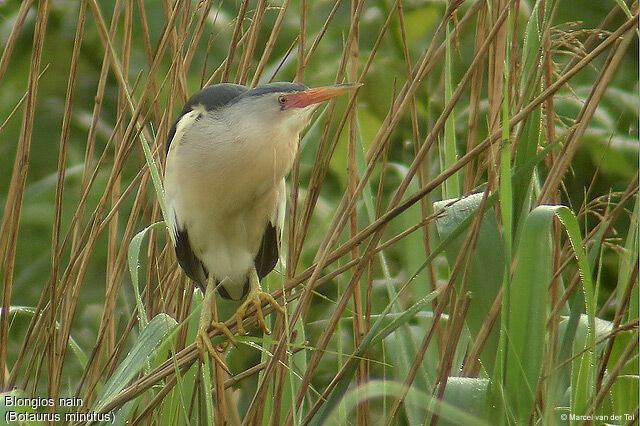 Little Bittern