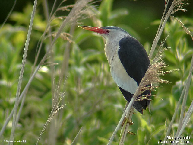 Little Bittern