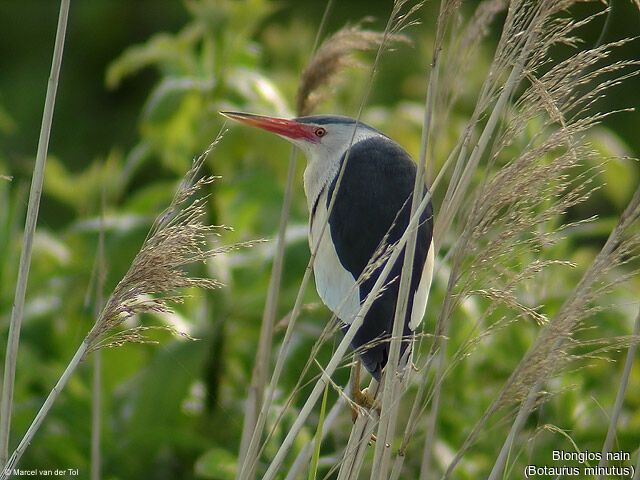 Little Bittern