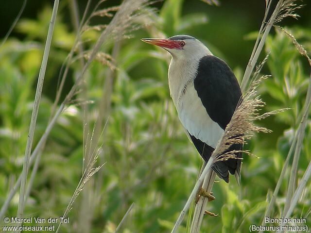 Little Bittern