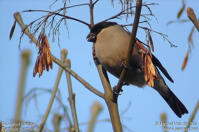 Eurasian Bullfinch female adult